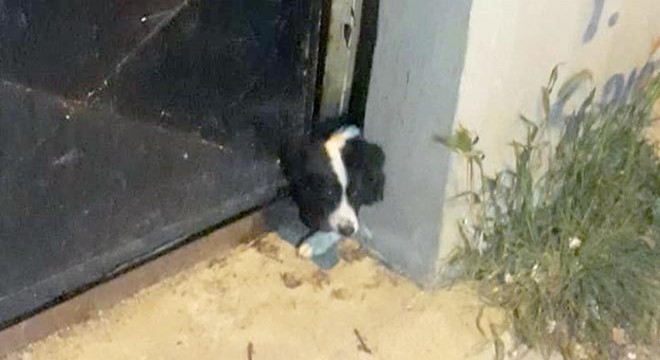 Demir kapıya kafası sıkışan köpek kurtarıldı