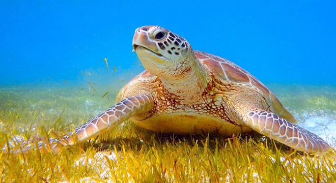Deniz kaplumbağaları kabukları için avlanıyor ve kaçırılıyor