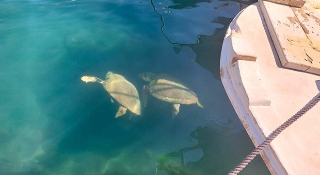 Deniz kaplumbağaları limanda görüntülendi