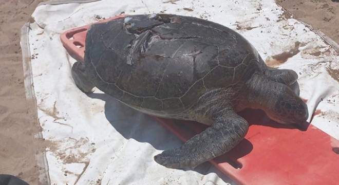 Deniz kaplumbağası ölü bulundu