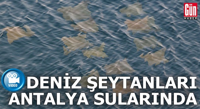 Deniz şeytanları Antalya kıyılarında görüldü