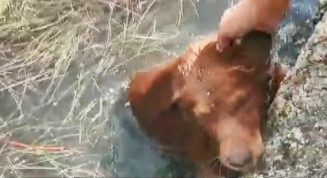 Denize düşen köpeğin kurtarılma anı kamerada