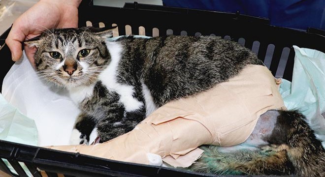 Depremde üzerine dolap devrilen kedi, ameliyat edildi