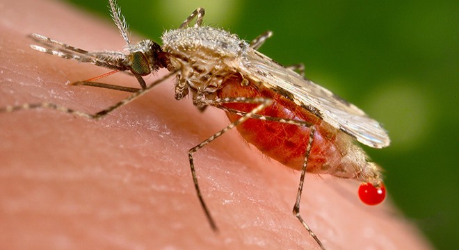 Bir tür sivrisinekle bağlantılı sıtma salgını tehlikesi