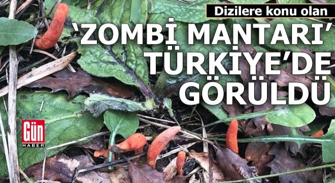 Dizilere konu olan  zombi mantarı  İstanbul da görüldü
