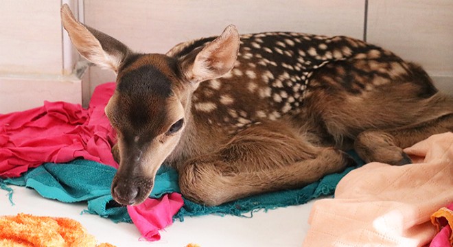 Doğada bulunan bir haftalık kızıl geyik korumaya alındı