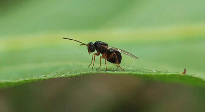 Doğu Karadeniz de ilk kez görülen  katil arı  için biyolojik mücadele