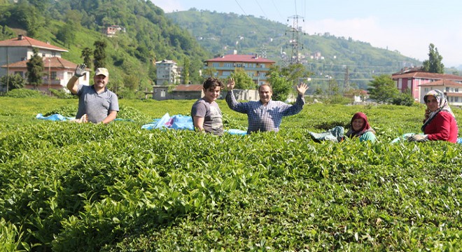 Doğu Karadeniz’de yaş çay tarımı başlıyor
