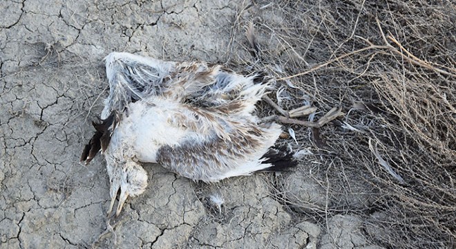 Düden Gölü nde yavru martı ölümü