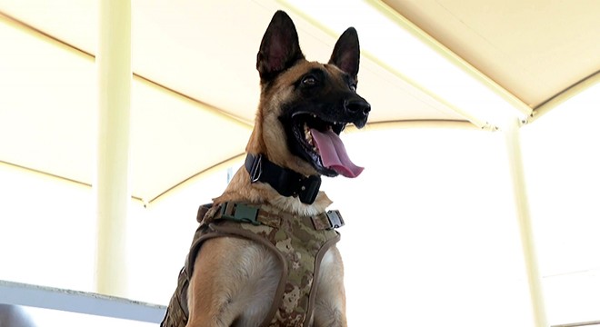 Dünya Kupası nda TSK nın bomba arama köpekleri de görev yapıyor