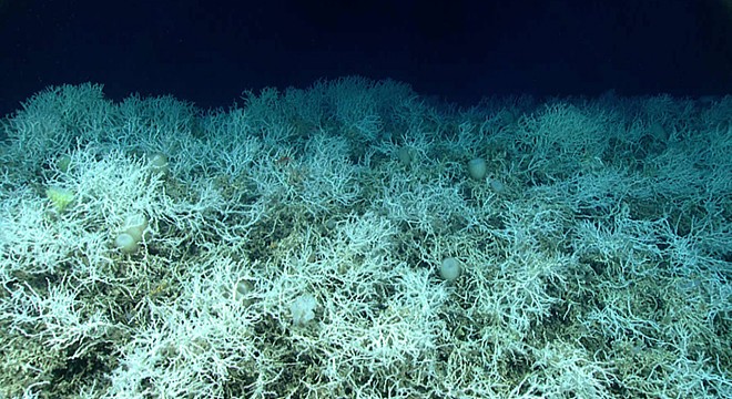 En geniş derin deniz mercan resifinin haritası çıkarıldı