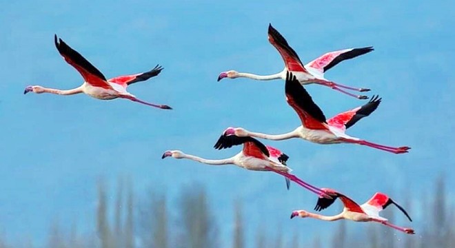Eber Gölü’nde flamingolar görsel oluşturdu