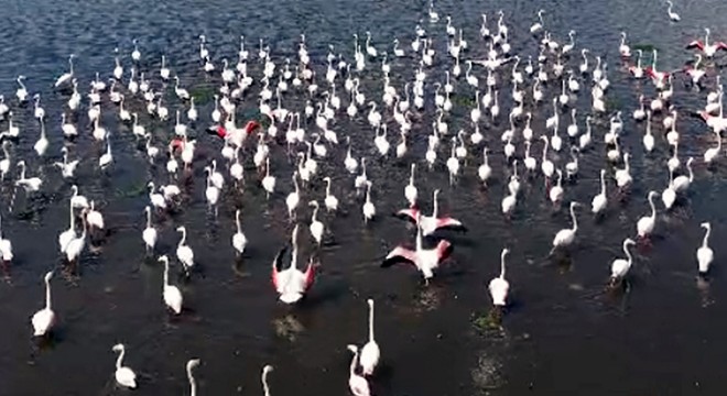Eber Gölü'nde ziyaretçilere flamingo turu