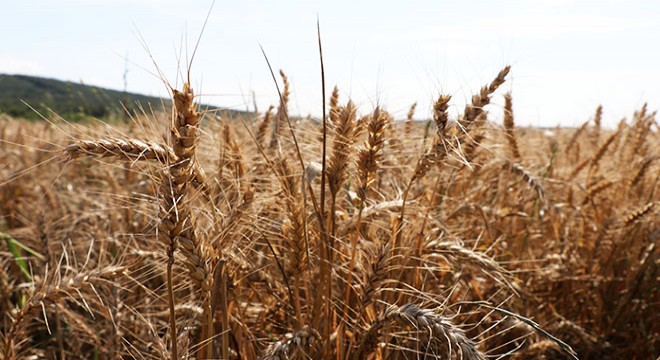 Edirne’de çiftçi buğdayda yüksek verim bekliyor