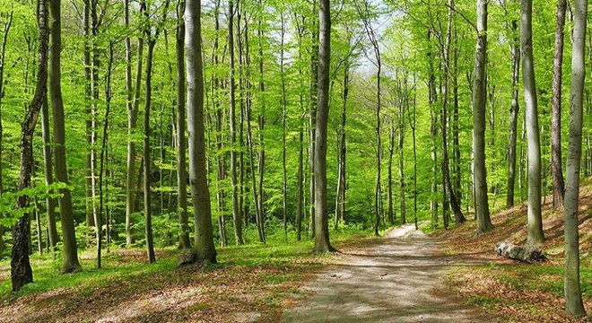 Edirne de ormanlara giriş 3 ay yasaklandı