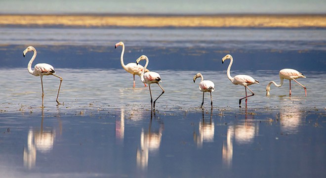 Eğirdir Gölü nün yeni sakinleri flamingolar