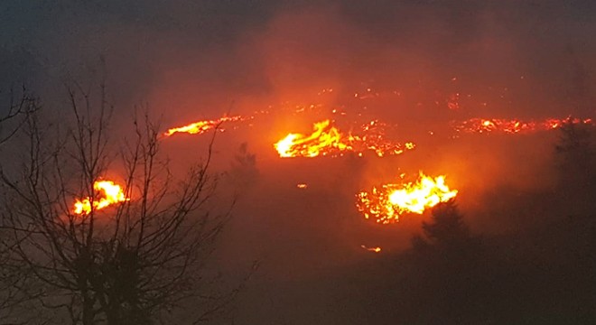 Elektrik tellerinden çıkan kıvılcım ormanı yaktı