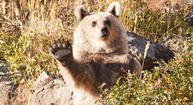 Elle beslenen yavru ayılar için harekete geçildi