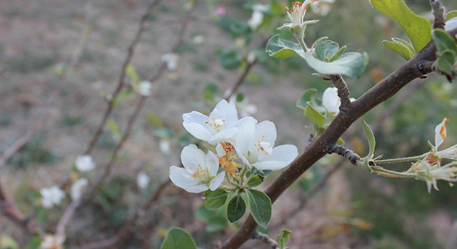 Elma ağacı, kasım ayında çiçek açtı