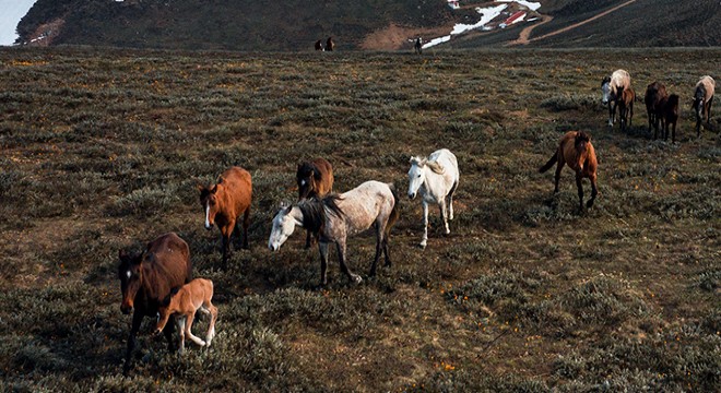 Emir Dağları ndaki yılkı atları, havadan görüntülendi