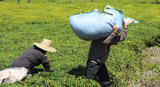 En çok vaka görülen illerden Rize de,  çay göçü  endişesi