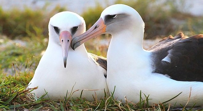 En yaşlı albatros kuşu 40’ıncı yavrusunu dünyaya getirdi