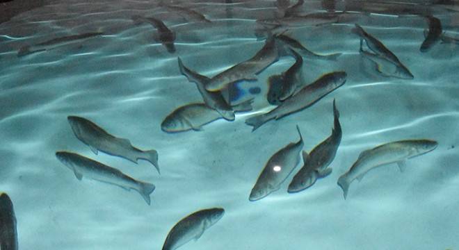 Enstitüde yavru balık üretimi