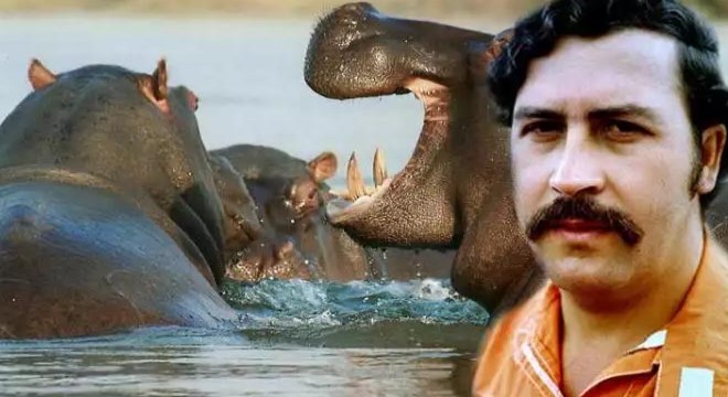 Escobar ın su aygırları Hindistan ve Meksika yolcusu