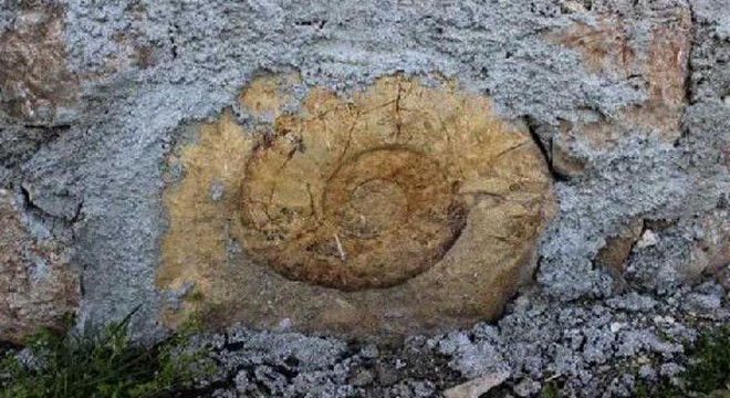 Evin duvarında 65 milyon yıllık dev salyangoz fosili
