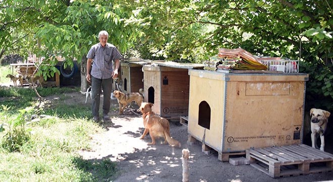 Evinin bahçesine yaptığı kulübelerde 70 köpeğe bakıyor