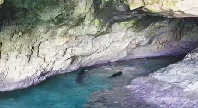 Falezlerdeki mağarada anne ve yavru Akdeniz foku görüntülendi