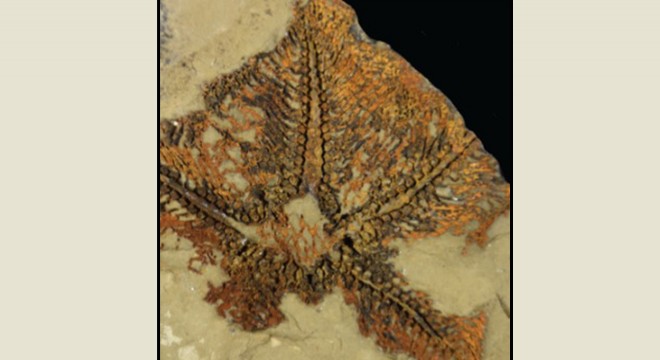 Fas’ta dünyanın bilinen en eski denizyıldızı keşfedildi