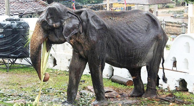 Festivallerde çalışmaya zorlanan 70 yaşındaki fil öldü