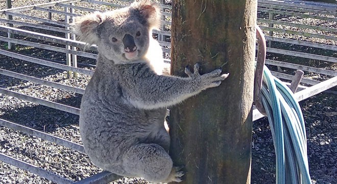 Fideleri yiyen hırsızın koala olduğu ortaya çıktı