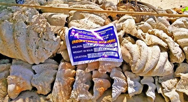 Filipinler’de yasa dışı midye kabukları ele geçirildi