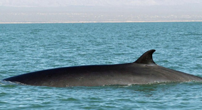 Fin balinasının söylediği şarkılar okyanus tabanını haritalamada kullanılabilir