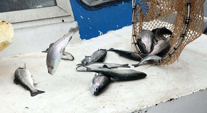 Fırat Nehri nde yetiştirilen somon balıkları 54 ülkeye ihraç ediliyor