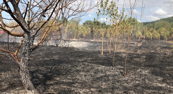Fıstık çamı ağaçlandırma alanında yangın