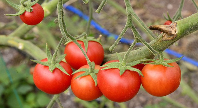 Fiyatı düşen domatese  taban fiyat  teklifi