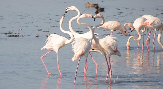 Flamingolar İzmit Körfezi ne akın etti