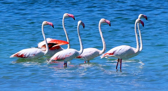 Flamingolar kuruma tehlikesi bulunan Burdur Gölü nde