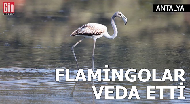 Flamingolar kuş cennetine veda etti