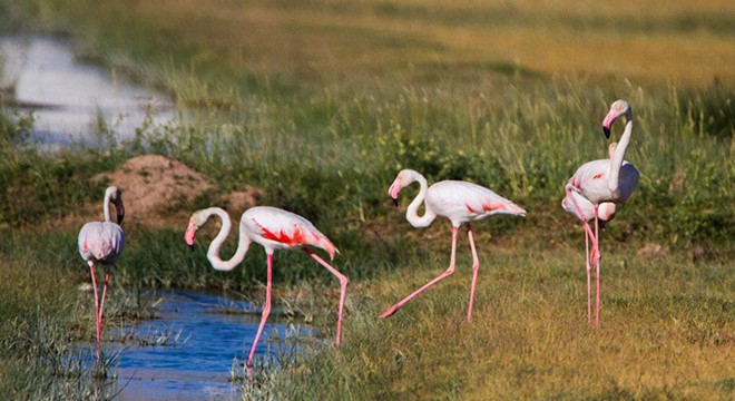 Flamingolar şehrin misafiri oldu