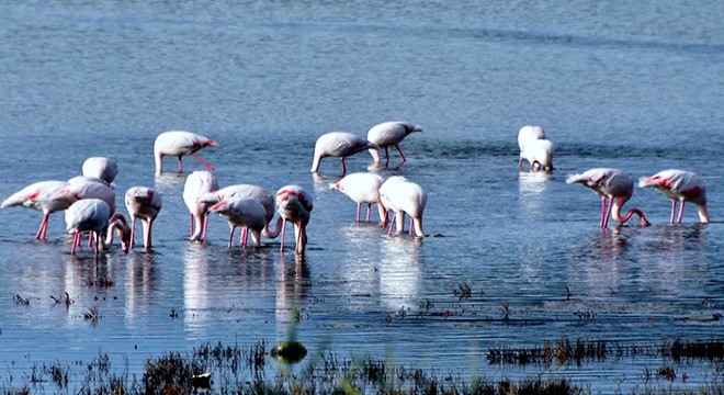 Flamingolar, sulak alanda görsel şölen oluşturdu