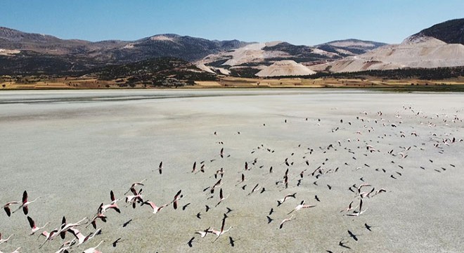 Flamingoların görsel şöleni havadan görüntülendi