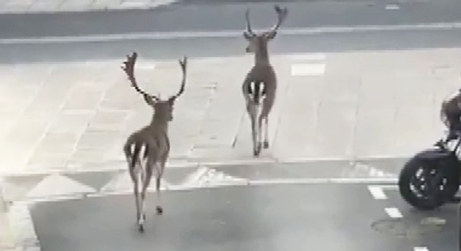 Fransa’da caddelerde halk yerine geyikler gezdi