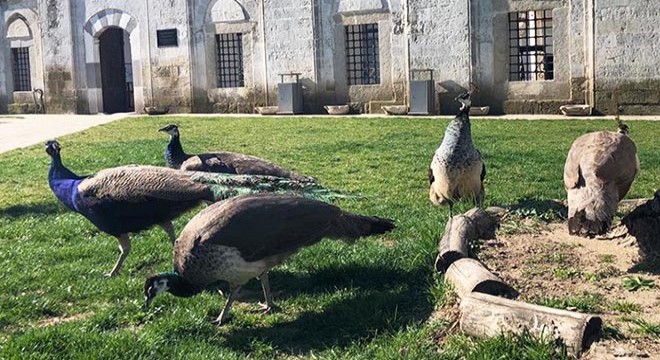 Gaz bombalarından etkilenen tavus kuşlarına koruma