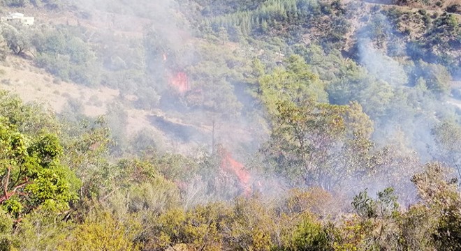Gazipaşa da bu yıl 8 orman yangını çıktı
