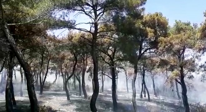 Gelibolu da 6 hektar ormanlık alan yandı