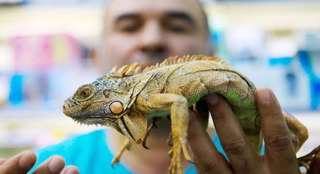 Gençlerin iguana ilgisi